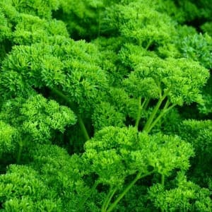 Plant Aromatique Persil Frisé (Lourdes)