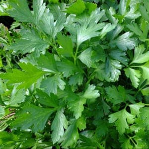 Plant Aromatique Persil Plat (Lourdes)