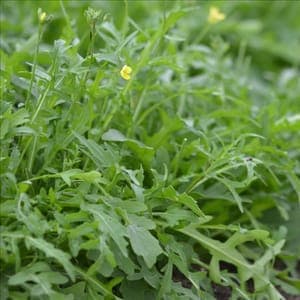 Plant Roquette (Lourdes)