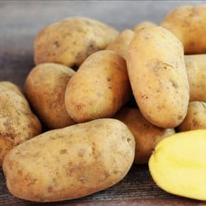 Pomme de Terre Dita