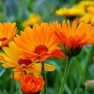 Plant Souci des jardins (Calendula)