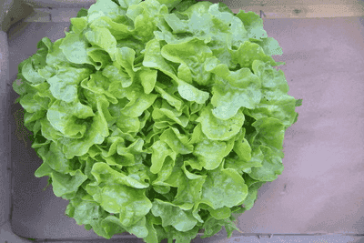 salade feuille de chêne verte