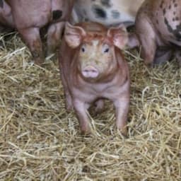 La ferme du bout d'chemin #1