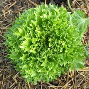 SALADE MULTIFEUILLE CISELEE