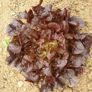 Salade feuille de chêne