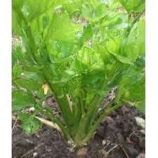 Plant Celeri branche