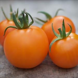 Tomate Orange de Niort