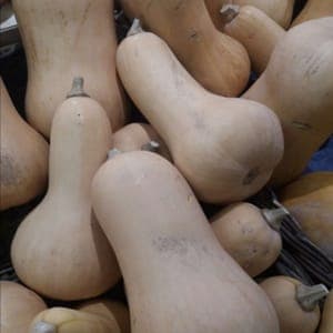 Courge Butternut