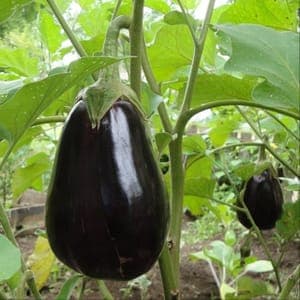Plant Aubergine Shakira F1 (Lourdes)