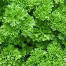 Plants