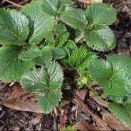 Plants