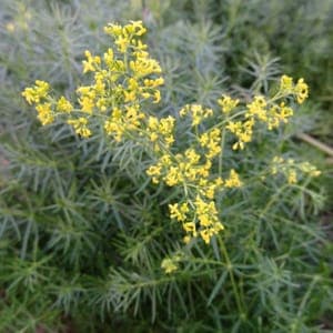 Plant de Caille-lait jaune