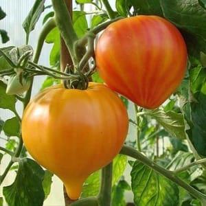 Plant de tomate - Coeur de boeuf Russe