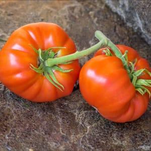 Plant de tomate - Géante de Sisteron