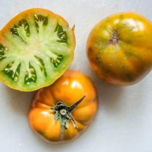 Plant de tomate - Green Velvet