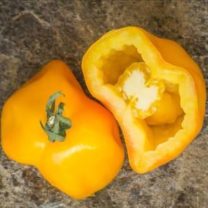 Plant de tomate - Poivron jaune