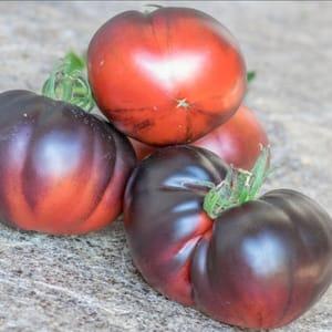 Plant de tomate - Black beauty