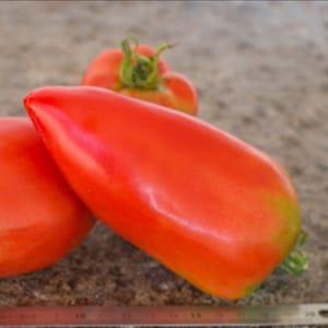 Plant de tomate - Andine cornue