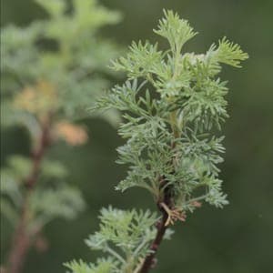 Plant d'Arquebuse, Armoise Coca