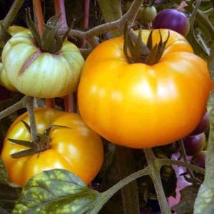 Plant Tomate Yellow Brandywine (Lourdes)