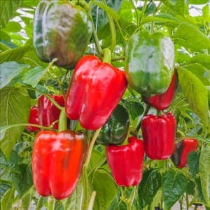 Plant Poivron Rouge (Lourdes)