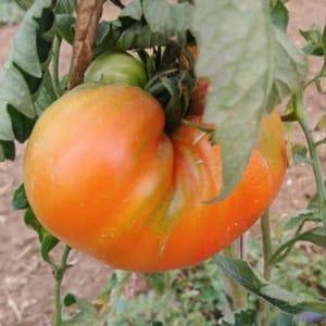Tomates Plein champ
