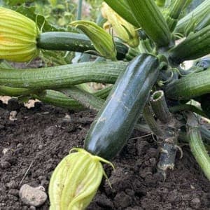 Plant de courgette verte