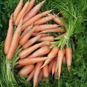 carottes primeurs botte