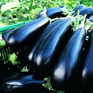 Plant Aubergine Flavine F1 (Lourdes)