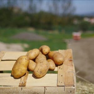 pommes de terre allians