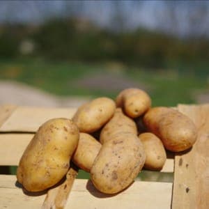 pommes de terre allians