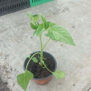 Plant de tomate Matina