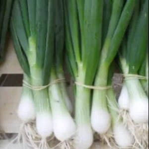 Oignon blanc