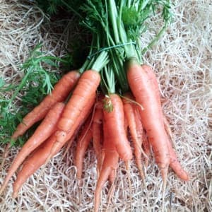 Carottes nouvelles