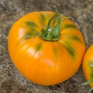 Tomate Jaune en mélange (Lourdes)