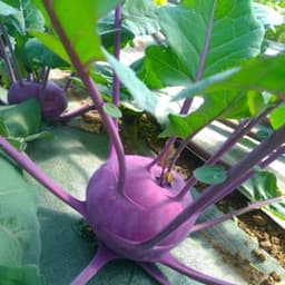 Les jardins d'Élodie #7