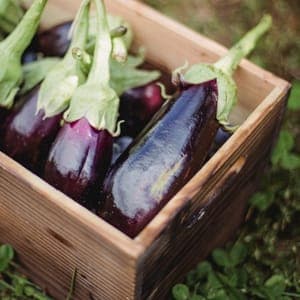 Aubergine violette