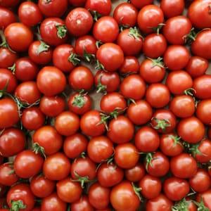 Tomate cerise mélange de couleurs