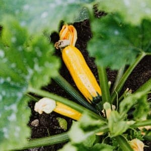 Courgette jaune