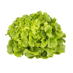 Salade feuille de chêne