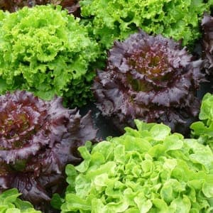 2 salades