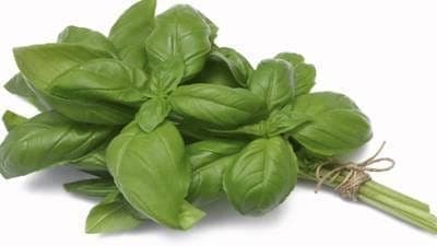 Basilic genovese