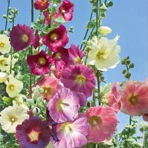 Plants