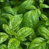 Plants