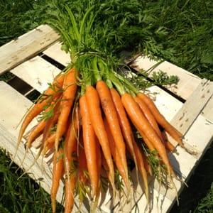 carottes bottes