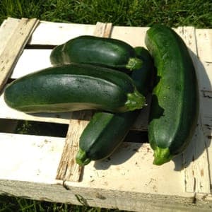 courgette