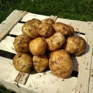 pommes de terre nouvelles