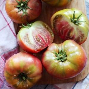 Plant tomate Noire de Crimée