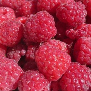 Sorbet de framboises