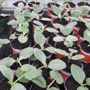 Plan de courgette verte